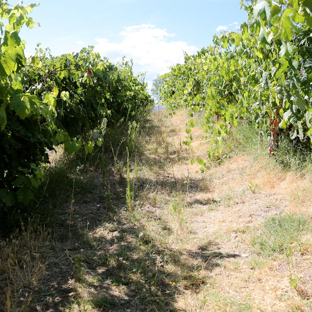 Safranbolu'nun coğrafi işaretli "çavuş üzümü"nde üreticiler hasat mesaisind...
