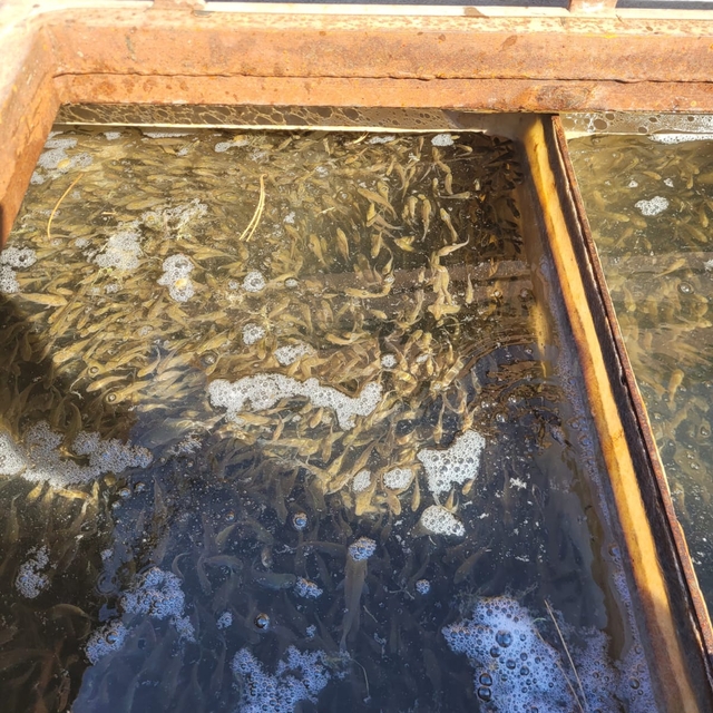 Bolu Gölköy Su Ürünleri Üretim İstasyonu'nda balıklandırma programı tamamla...