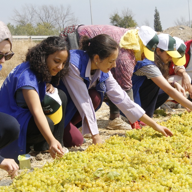 Manisa'da gençler üzüm bağında gönüllü hasat yaptı