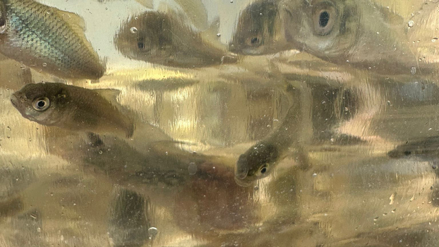 Galeri