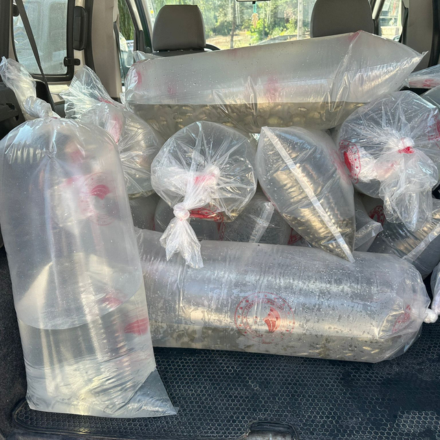 6 milyon 416 bin sazan yavrusu, 9 ilde sulara bırakıldı