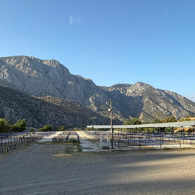 Amasya'da hayvan pazarları açıldı