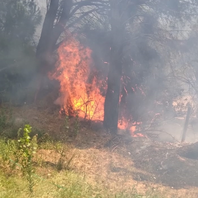 Balıkesir'in Erdek ilçesinde çıkan orman yangını kontrol altına alındı