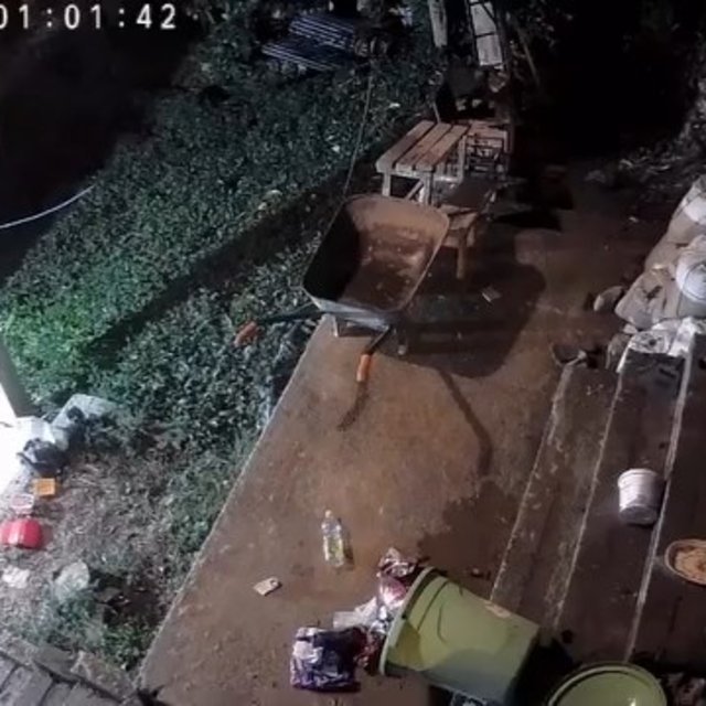 Rize'de yiyecek arayan ayı ve yavruları kamerada