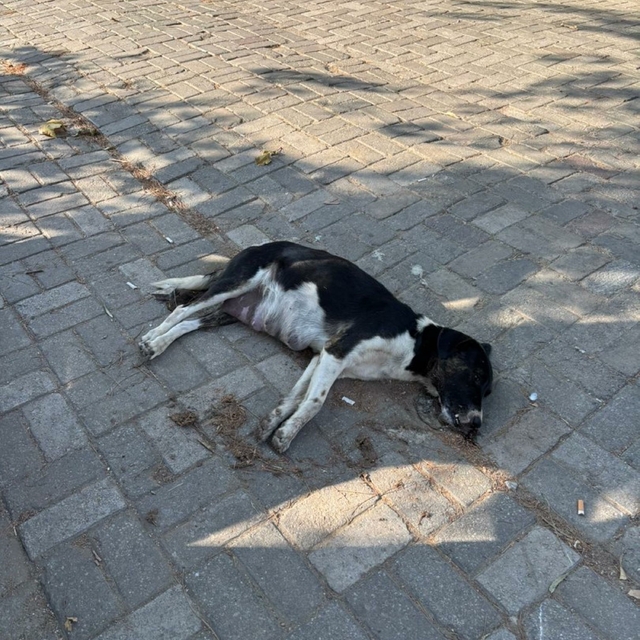 İzmir'de zehirlendiği iddia edilen 10 köpek ile 5 kedi öldü