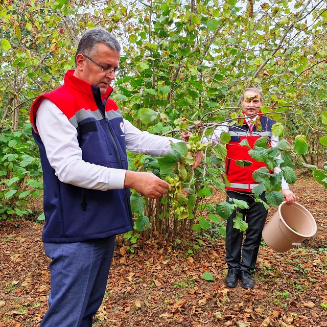 Samsun'da 91 bin 500 ton fındık rekoltesi bekleniyor