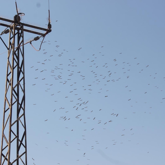 Toroslar EDAŞ'tan Osmaniye'de göçmen kuşları ve enerji hattını koruyan tedb...