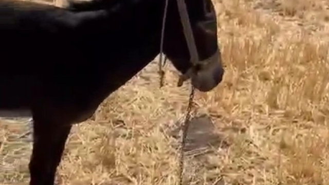 Çanakkale'de tarım arazisinde yangın (2)