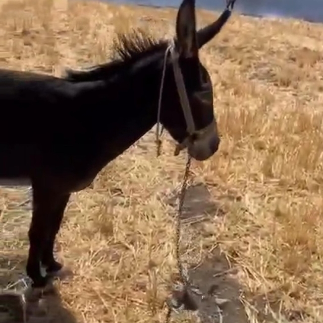 Çanakkale'de tarım arazisinde yangın (2)