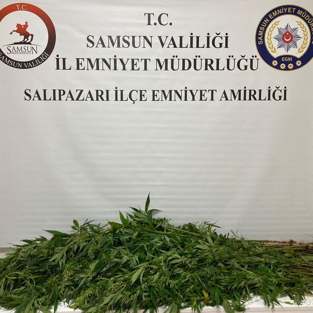 Samsun'da uyuşturucu operasyonunda 75 kök hint keneviri ele geçirildi