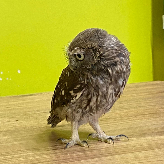 Yuvadan düşüp yaralanan yavru kukumav baykuş tedaviye alındı