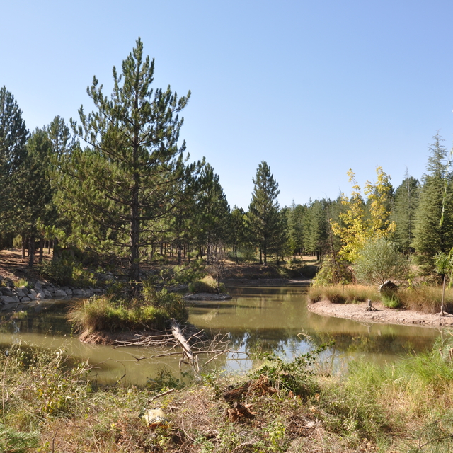 Kütahya'da DPÜ Rektörü Kızıltoprak ağaçlık alandaki temizlik çalışmalarına...
