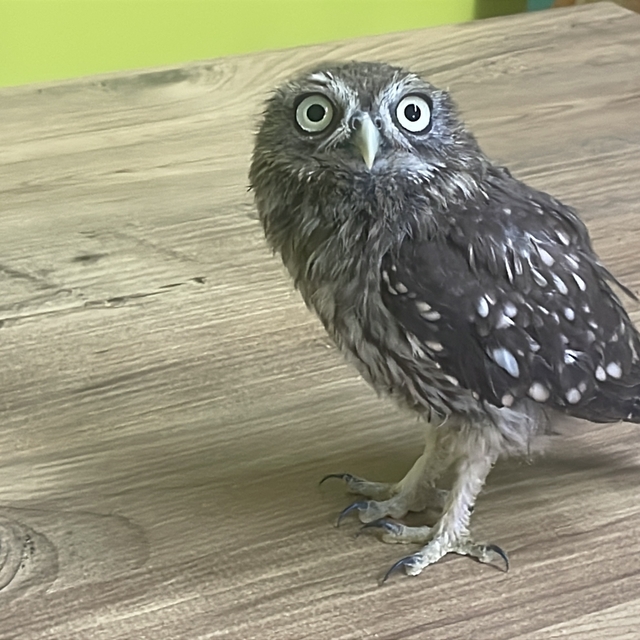 Bolu'da bitkin bulunan baykuş yavrusu koruma altına alındı