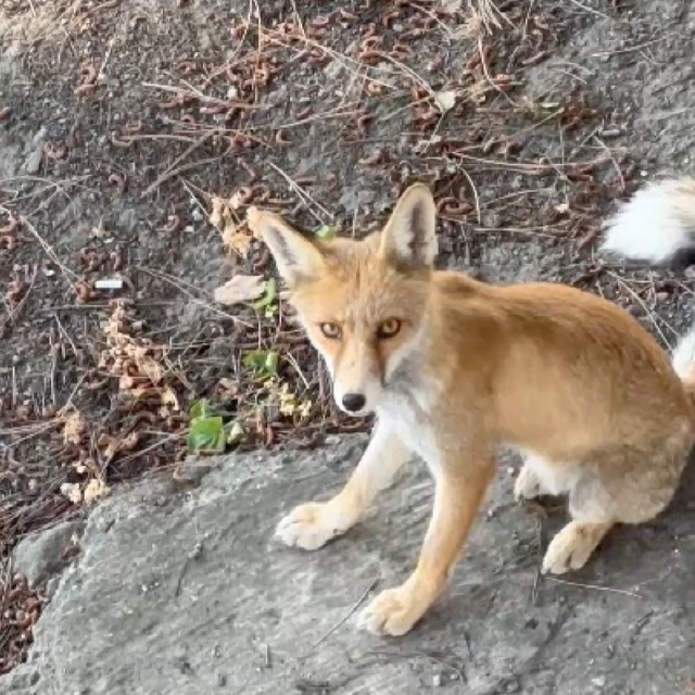 Yemekhane görevlilerinin 7 aydır beslediği kızıl tilki, işçilerin maskotu o...
