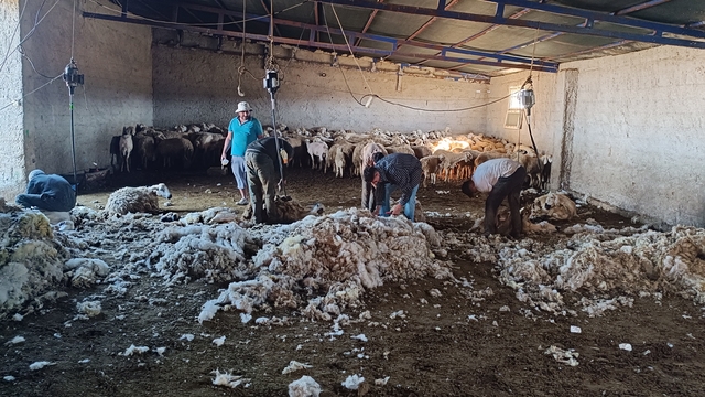 Kayseri'de koyun kırkma mesaisi
