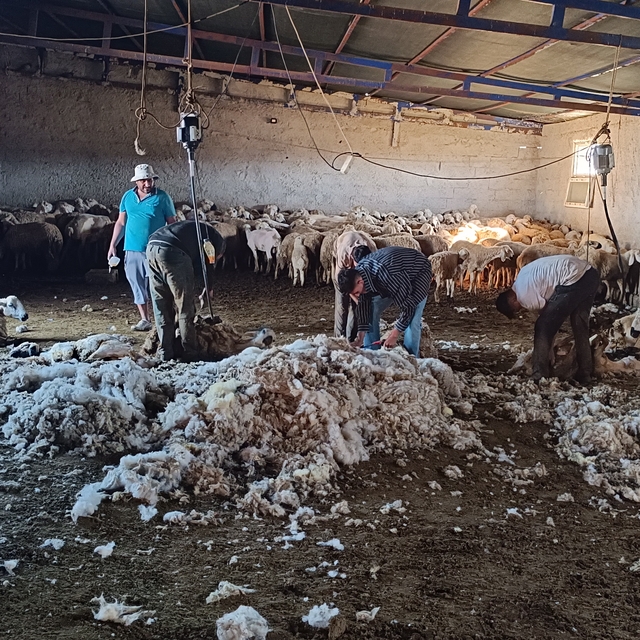 Kayseri'de koyun kırkma mesaisi