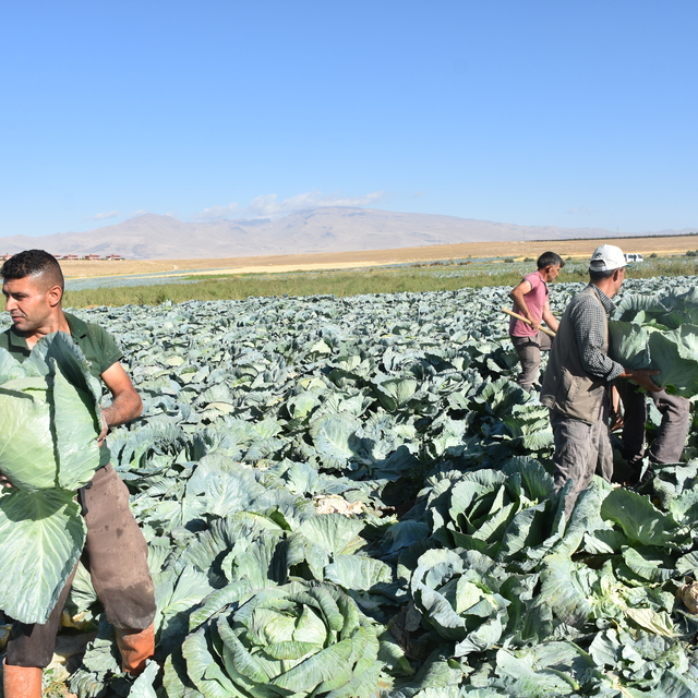 Türkiye'nin lahana üretiminin yüzde 20'sini karşılayan Niğde'de hasat zaman...