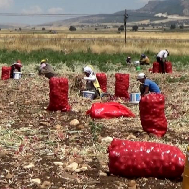 Hasadı yapılan soğan tarlada 3 TL'ye satılıyor