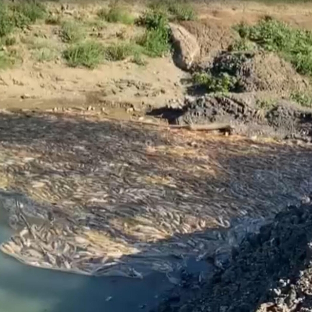 Çanakkale'de kısmen kuruyan çayda toplu balık ölümleri sürüyor