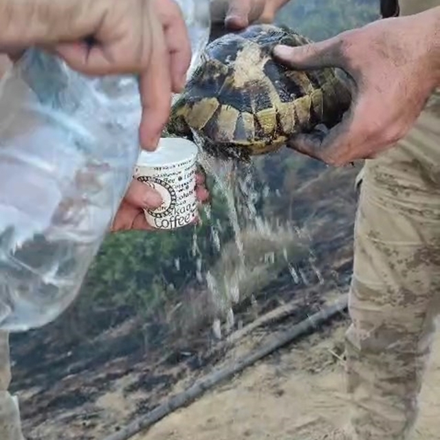 Yangından etkilenen kaplumbağa, ekipler tarafından kurtarıldı