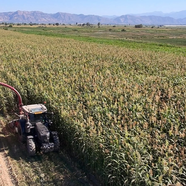 Germencik'te sorgum sudan otu melezi hasadı yapıldı