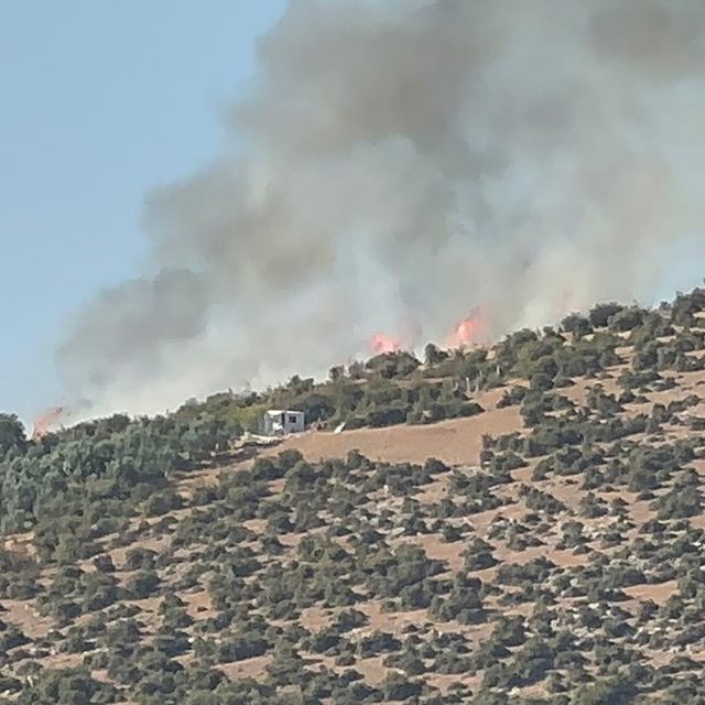 İznik'te maki yangını