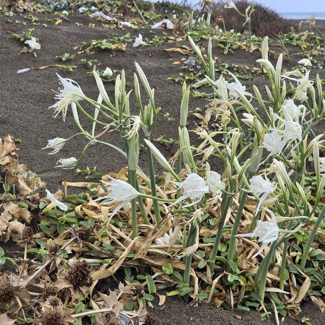 Sahilde kum zambağı güzelliği; koparana 557 bin TL ceza