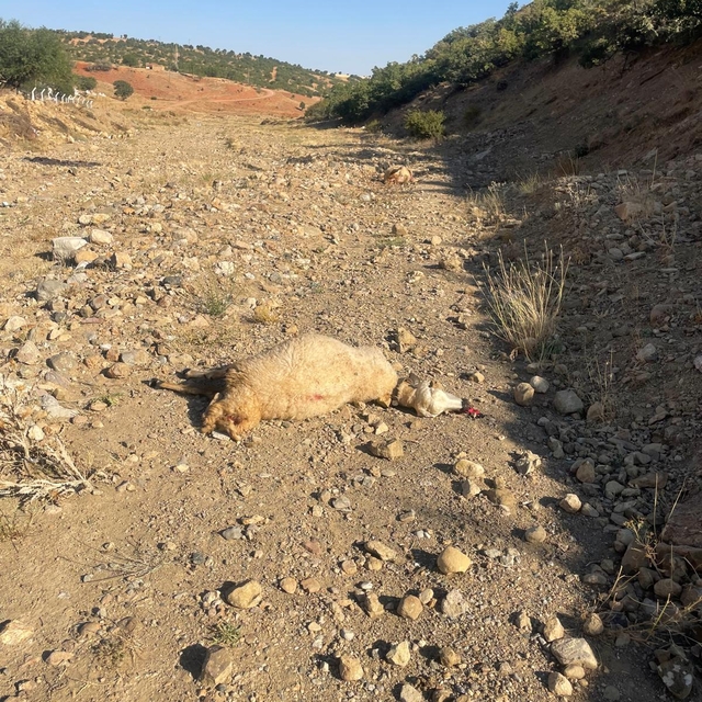 Kırıkkale'de kurtların saldırdığı 10 koyun telef oldu