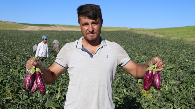 Kayseri'nin coğrafi işaretli Yamula patlıcanında hasat başladı