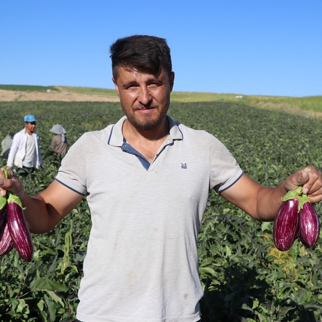 Kayseri'nin coğrafi işaretli Yamula patlıcanında hasat başladı