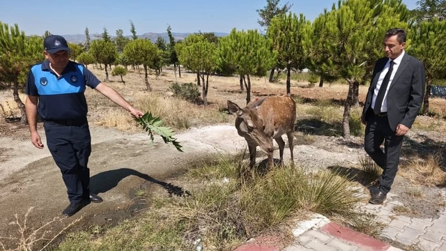 Burdur'da doğaya bırakılan geyik Salda Gölü'ne indi