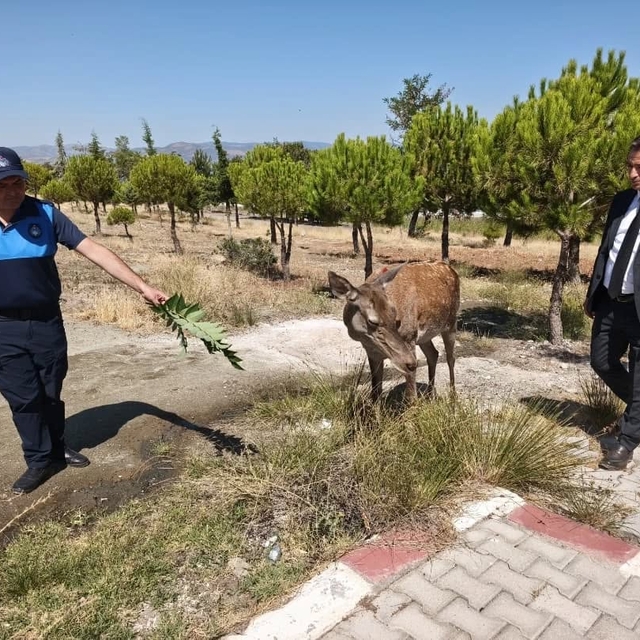 Burdur'da doğaya bırakılan geyik Salda Gölü'ne indi