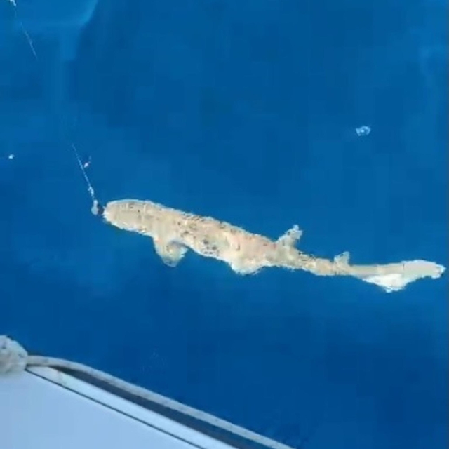 Saros Körfezi'ne atılan oltaya 25 kiloluk köpek balığı takıldı