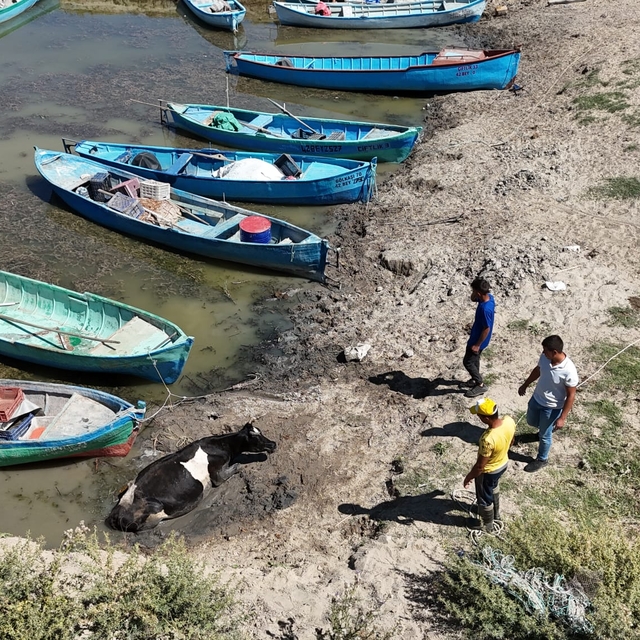 Beyşehir Gölü kıyısında çamura saplanan inek kurtarıldı