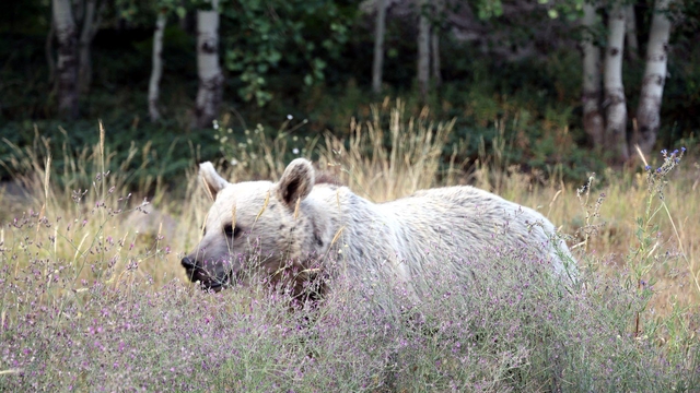 Nemrut Krater Gölü ve Kalderası, 15 gün ziyarete kapatıldı