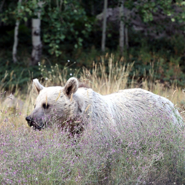 Nemrut Krater Gölü ve Kalderası, 15 gün ziyarete kapatıldı