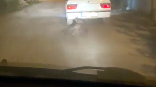 Yaban domuzunu otomobilin arkasına bağlayıp sürükledi