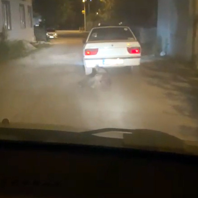 Yaban domuzunu otomobilin arkasına bağlayıp sürükledi