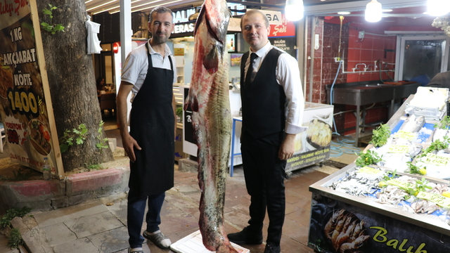 Amasya'da 2 metre 20 santimetre uzunluğunda yayın balığı yakalandı