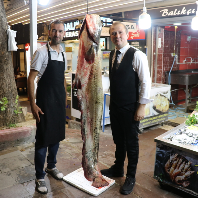 Amasya'da 2 metre 20 santimetre uzunluğunda yayın balığı yakalandı