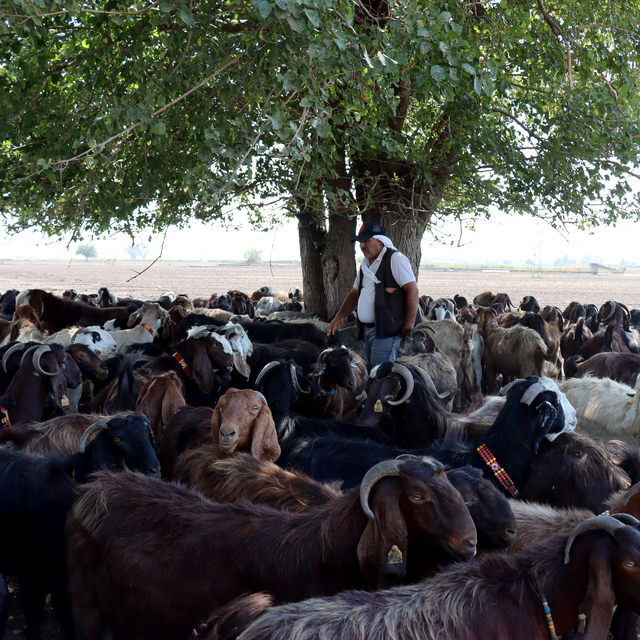 Depremde hayvanları telef olan besici devlet desteğiyle sürüsünü büyüttü