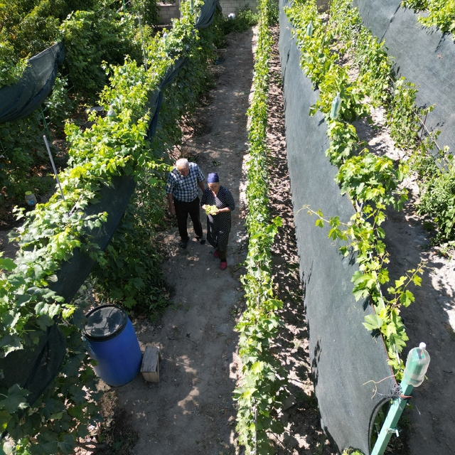 Ahıska Türkü çift, Ukrayna'dan getirdiği fidanlarla Erzincan'da 70 çeşit üz...