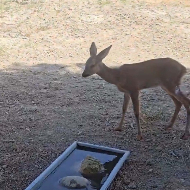 Tekirdağ yangınında yaralanan karaca tedavisi sonrası doğal ortamına bırakı...