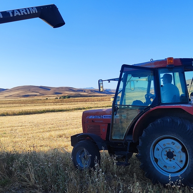 Ağrı'da üniversite mezunu gencin deneme amaçlı ektiği çörek otunun hasadı y...