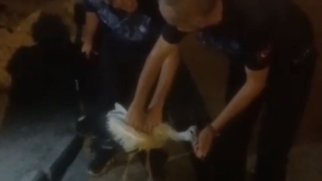 Bitkin düşen leylek, tedaviye alındı