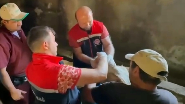 Erzurum'da 120 görevli 817 bin hayvanın yüzde 60'ını aşıladı