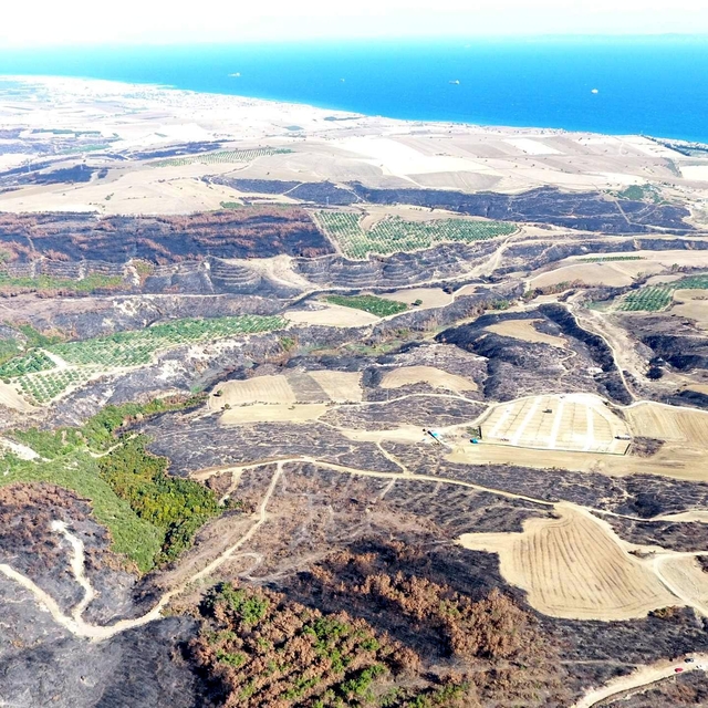 Tekirdağ'da yanan orman temizleniyor, kesilen ağaçlar istifleniyor