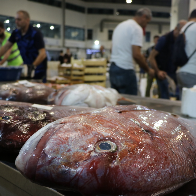 Ege'de sezonu açan balıkçılar avdan umutla döndü