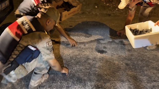 Hatay'da yönünü kaybeden yeşil deniz kaplumbağalarını jandarma denize ulaştırdı