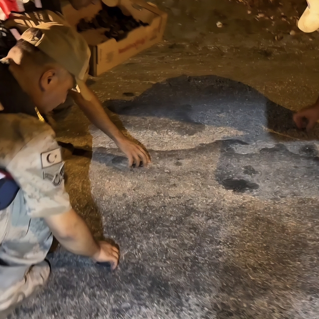 Hatay'da yönünü kaybeden yeşil deniz kaplumbağalarını jandarma denize ulaşt...